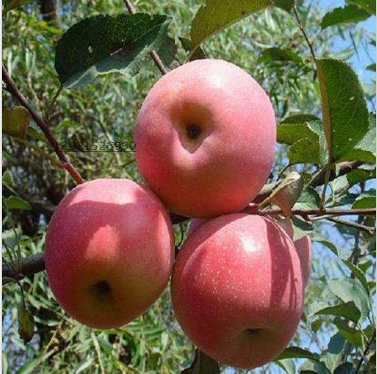 苹果树种植产业培育新闻新闻舆论工作在培育和弘扬